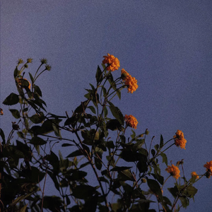 工棚区泻火X-88 AV
